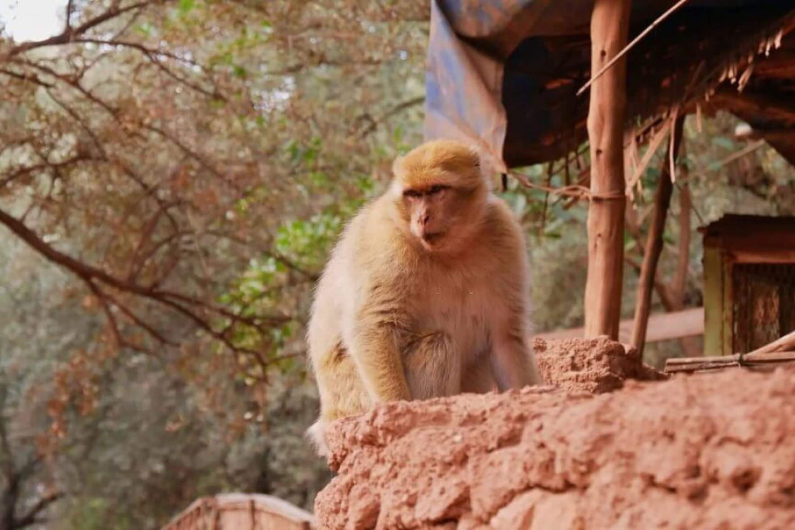 Singes magots en liberté près des oliviers à Ouzoud au Maroc