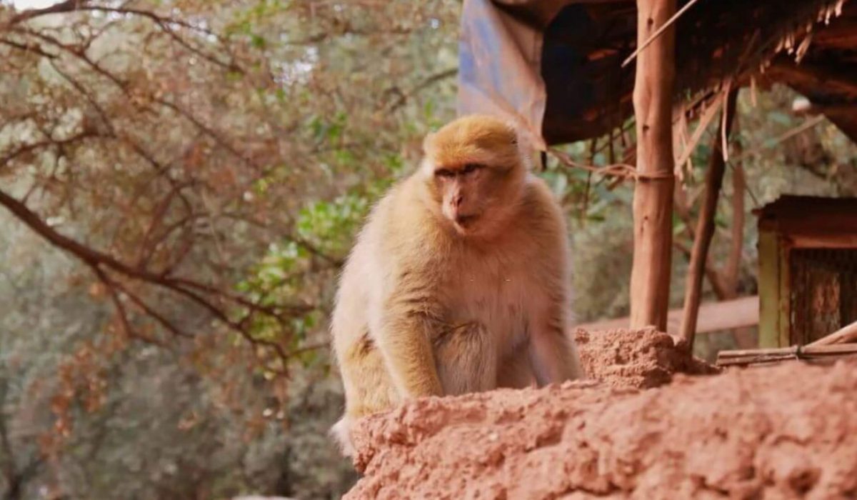 Singes magots en liberté près des oliviers à Ouzoud au Maroc