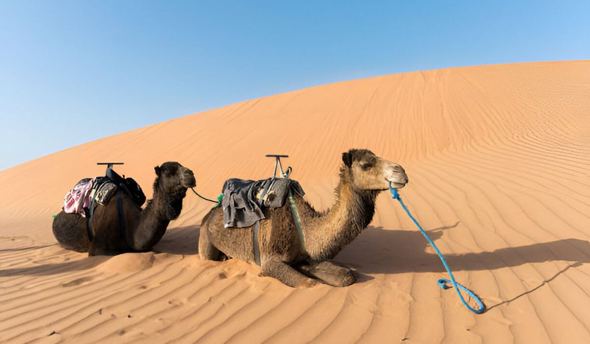 Touriste à dos de chameau traversant l’Erg Chebbi sous la lumière dorée